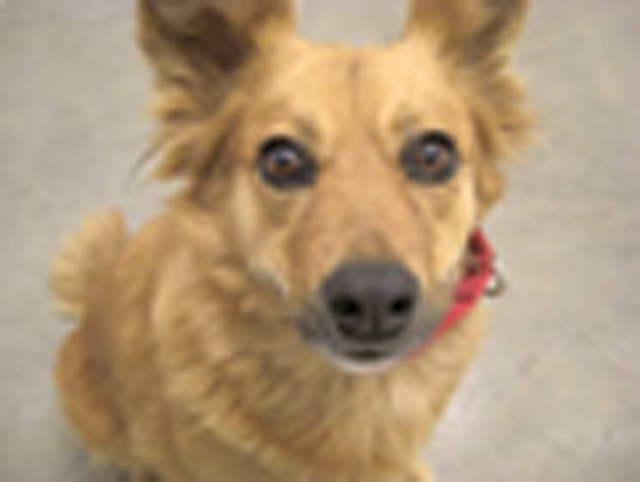 Pet of the Week (11/25)